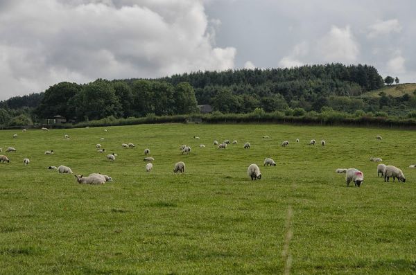 Intake Farm - resized