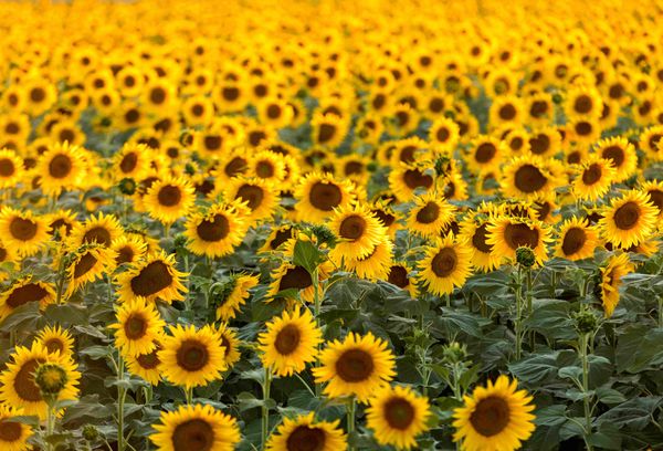Sunflower fields provence